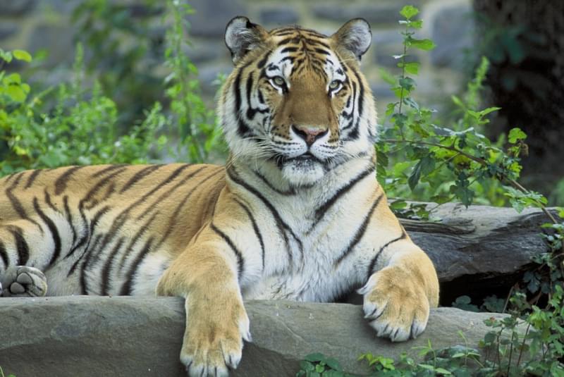 Tigre Siberiana