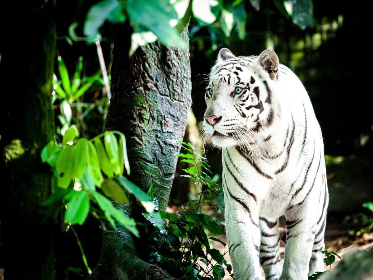 tigre tigre bianca gatto selvatico