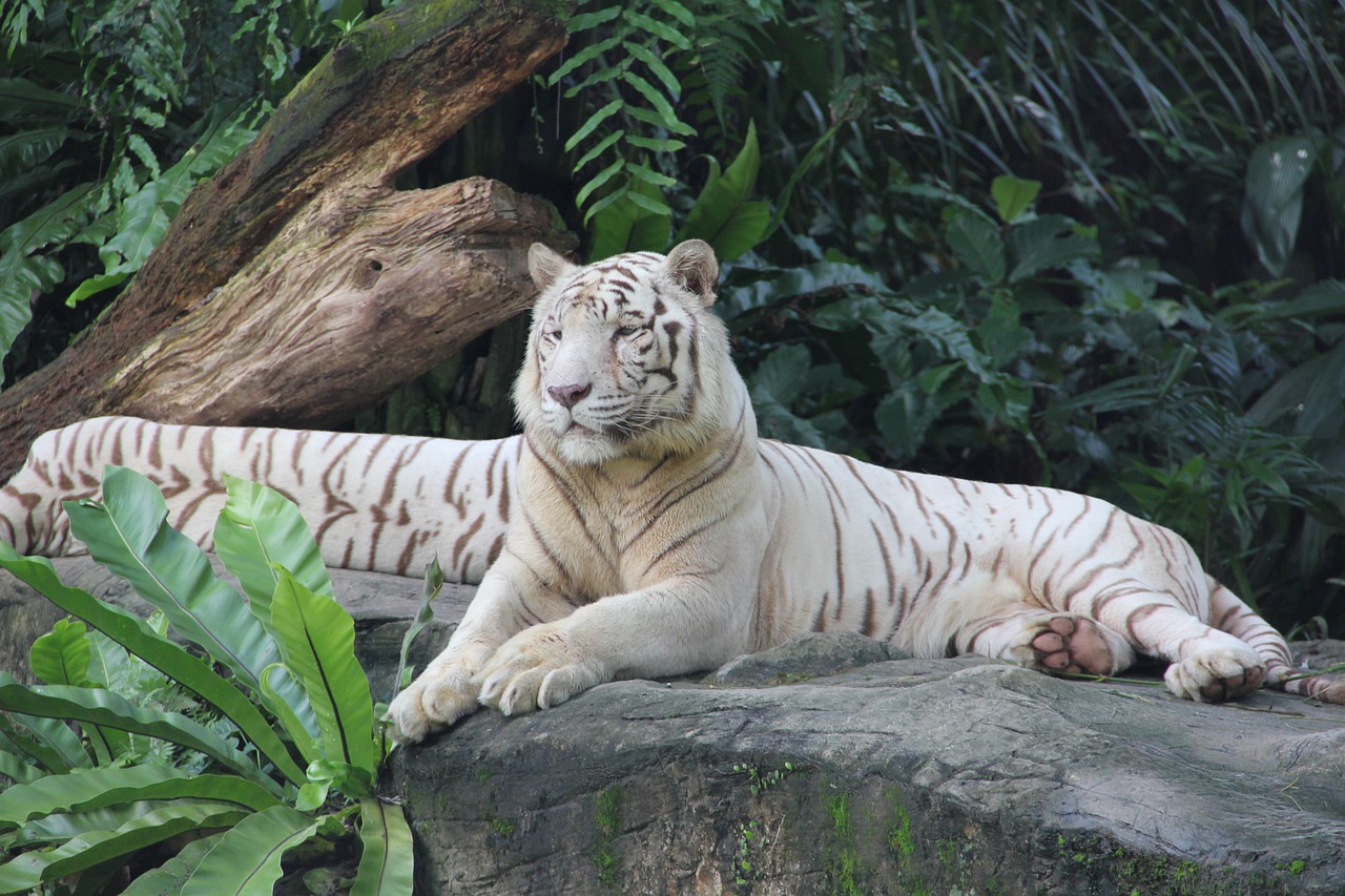 tigre zoo singapore animale natura