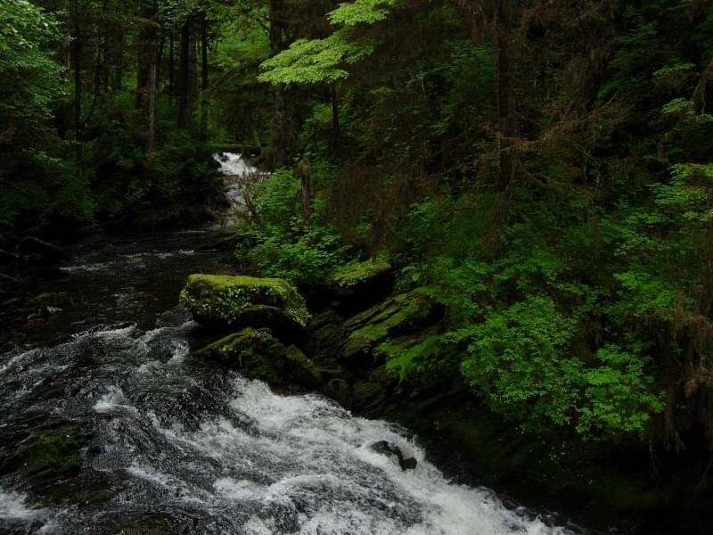 Foresta Nazionale Tongass