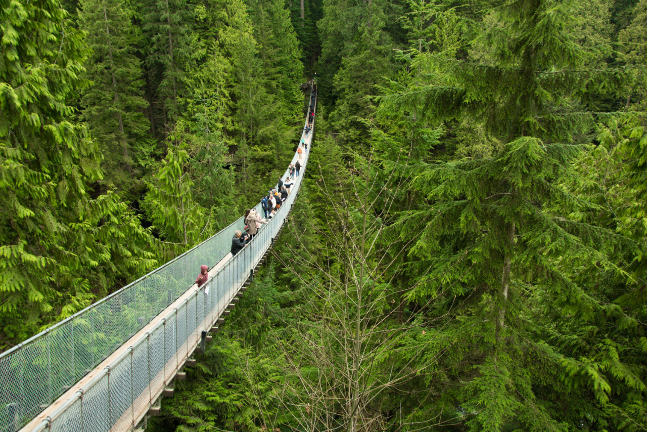 tourists looking view from capilano bridge near vancouver