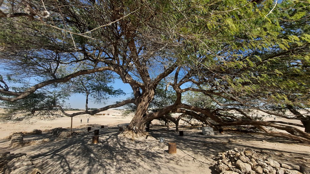 tree of life bahrain 15