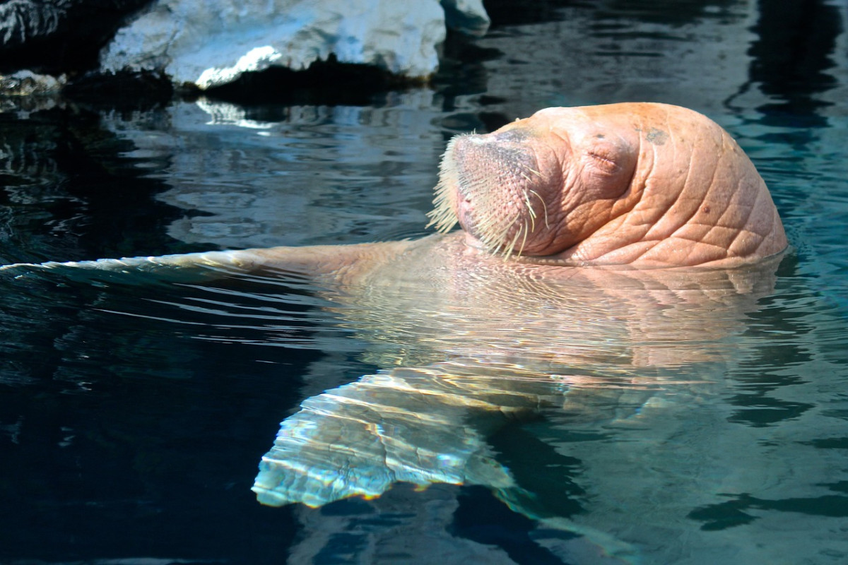 tricheco sea world san diego polare 1