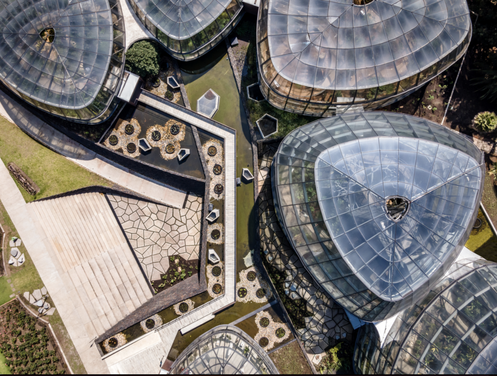 tropicarioatthebogotabotanicalgardens