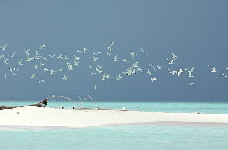 tubbataha reefs natural park