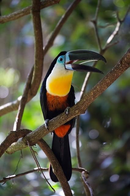 tucano uccello tropicale