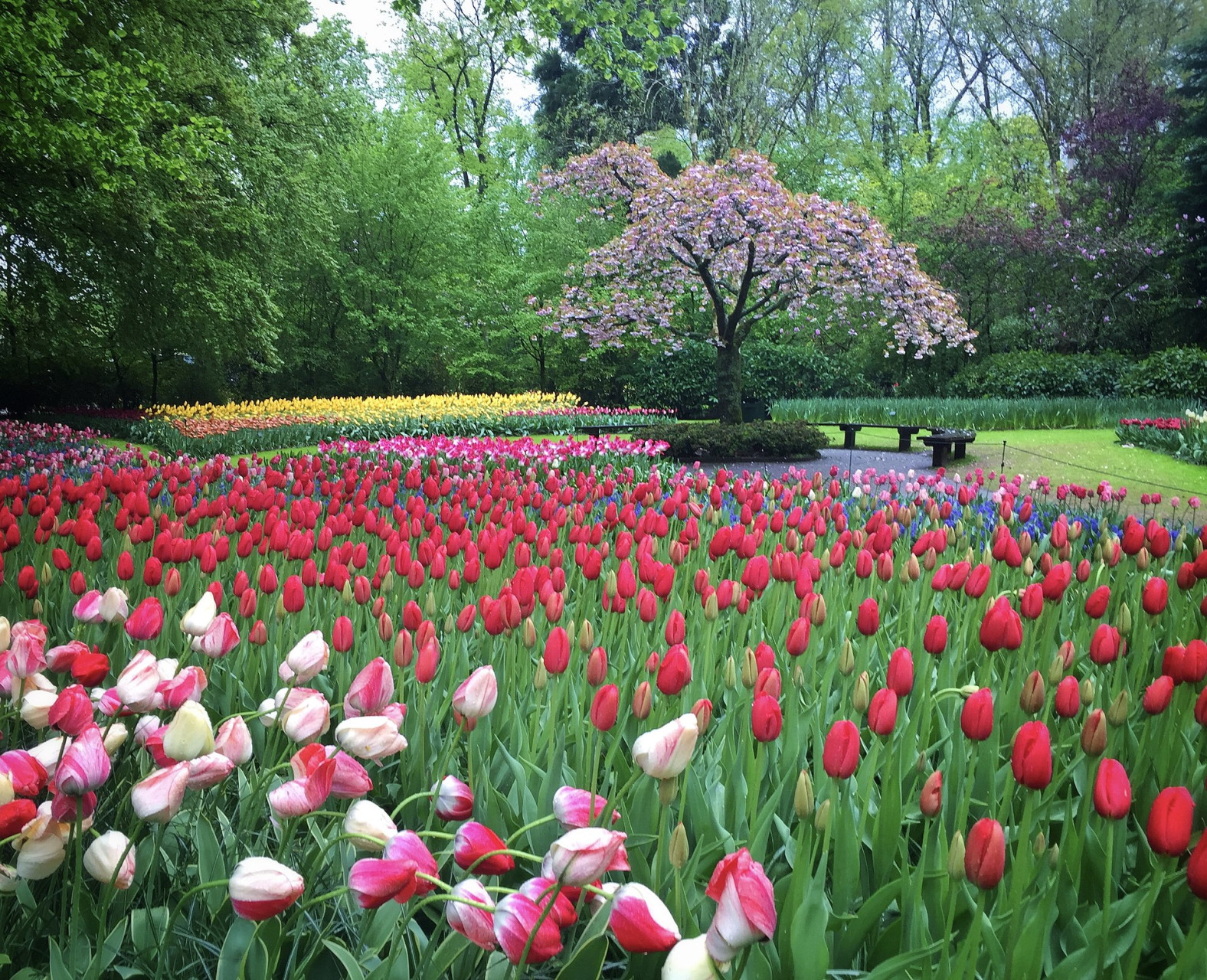 tulipsandtreeatkeukenhofgardens