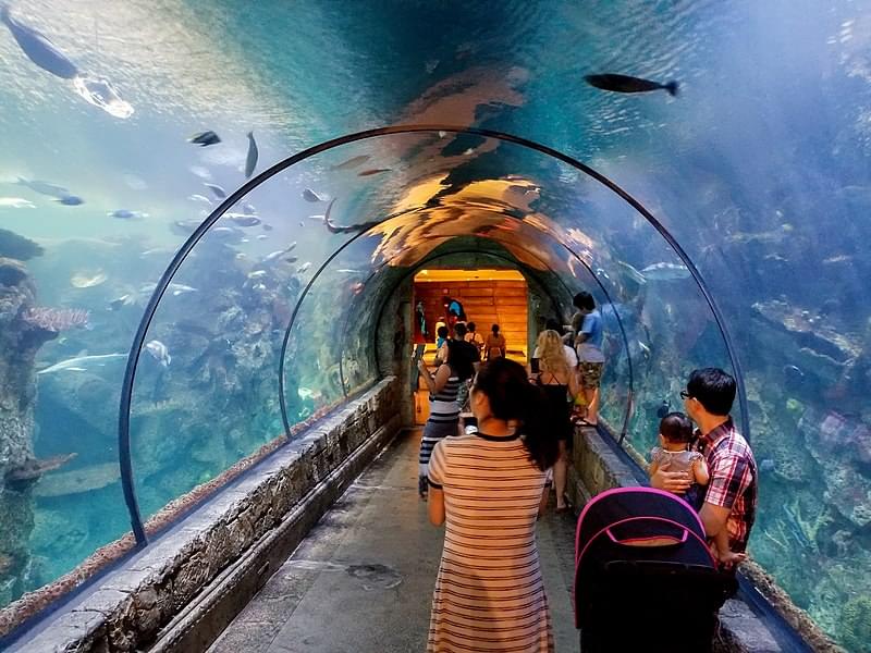 tunnel at mandalay bay aquarium