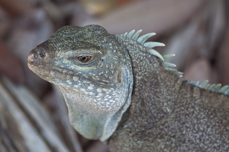 turks and caicos iguana