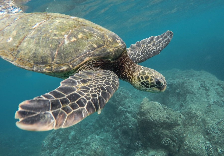 turtle bay watamu