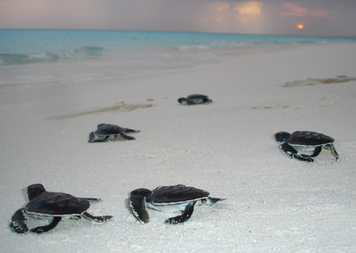 turtle hatchlings noonu atoll maldives 1
