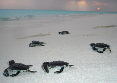 atollo di nanuu maldive