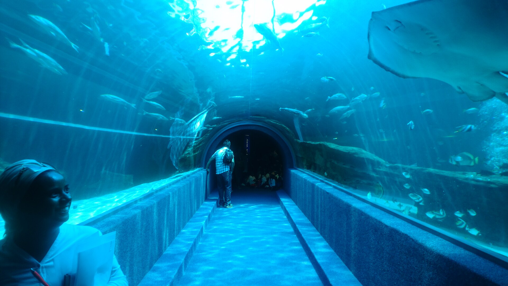twooceansaquarium sharktunnel