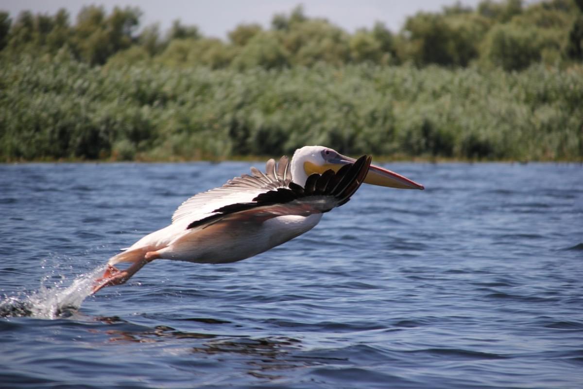 uccello pellicano danubio acqua