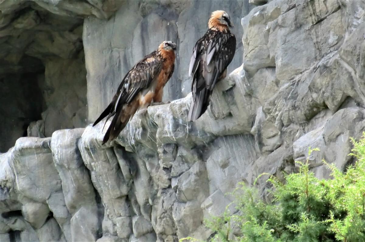 uccello zoo alpenzoo innsbruck