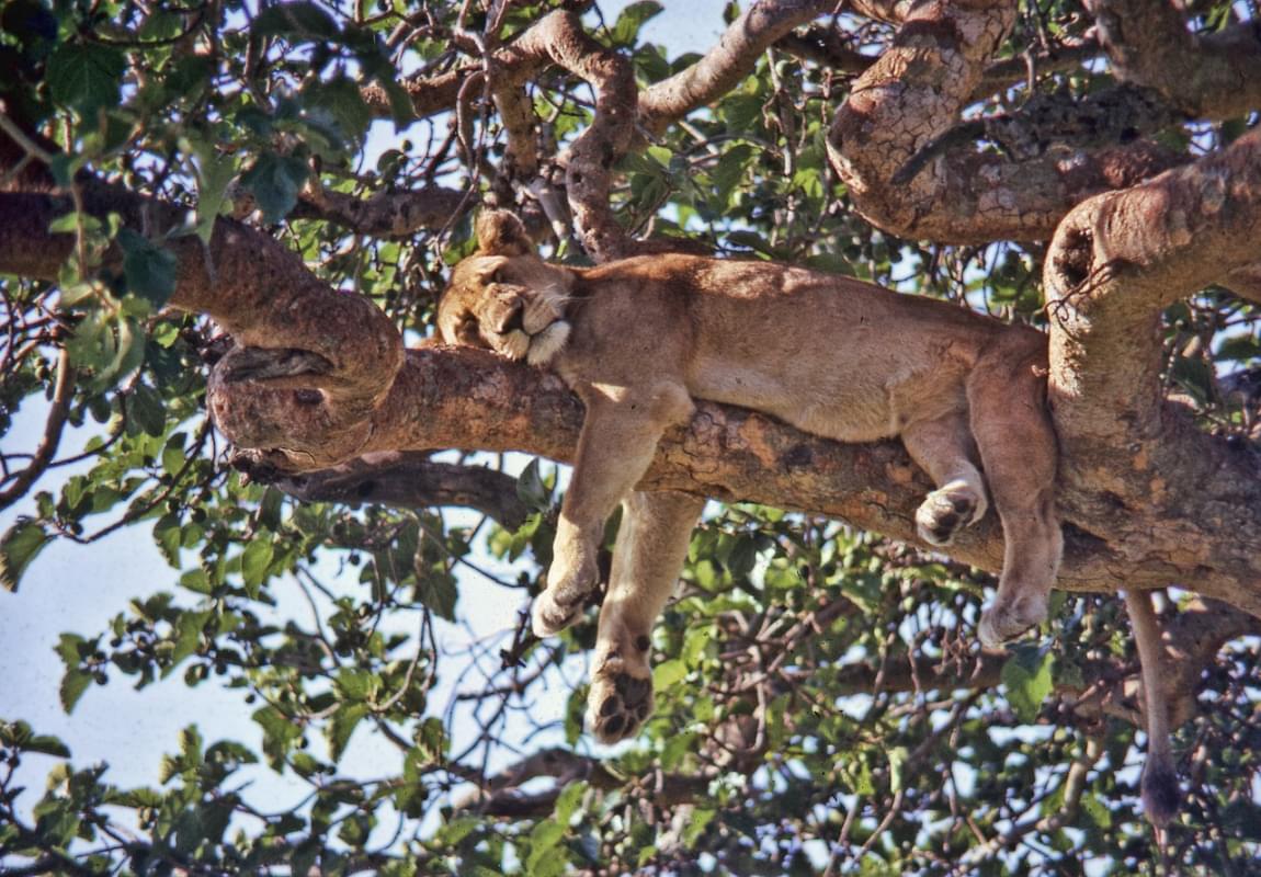 uganda ishasha leone albero 1