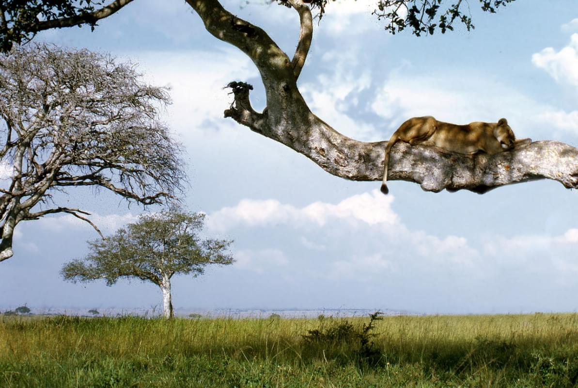 uganda ishasha leone albero