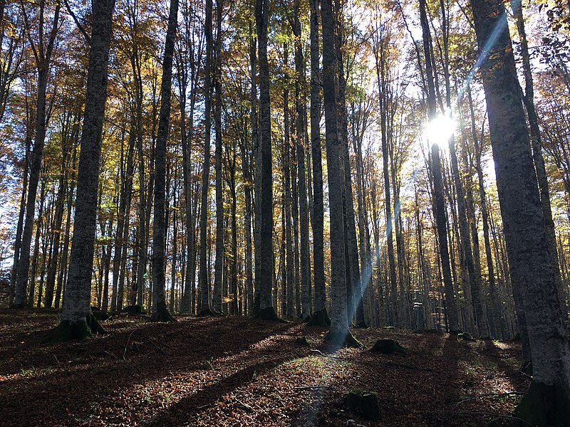 un pomeriggio alla foresta del cansiglio