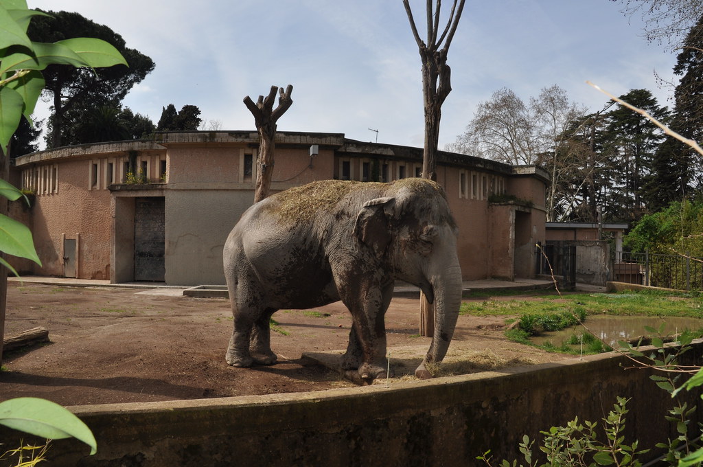 07 bioparco roma