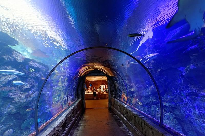 underwater tunnel mandalay bay aquarium