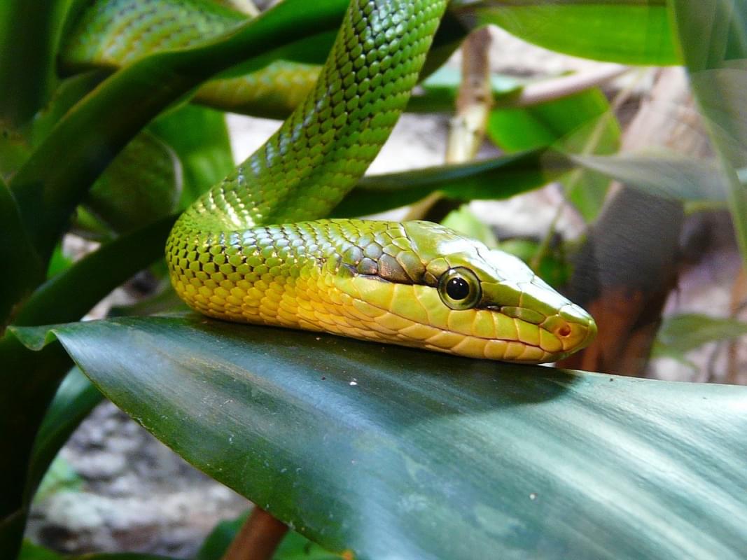 ungheria budapest zoo serpente