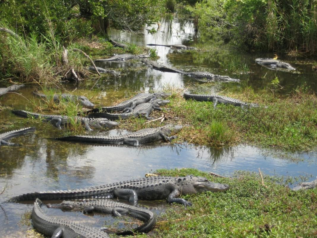 usa miami everglades crocodile