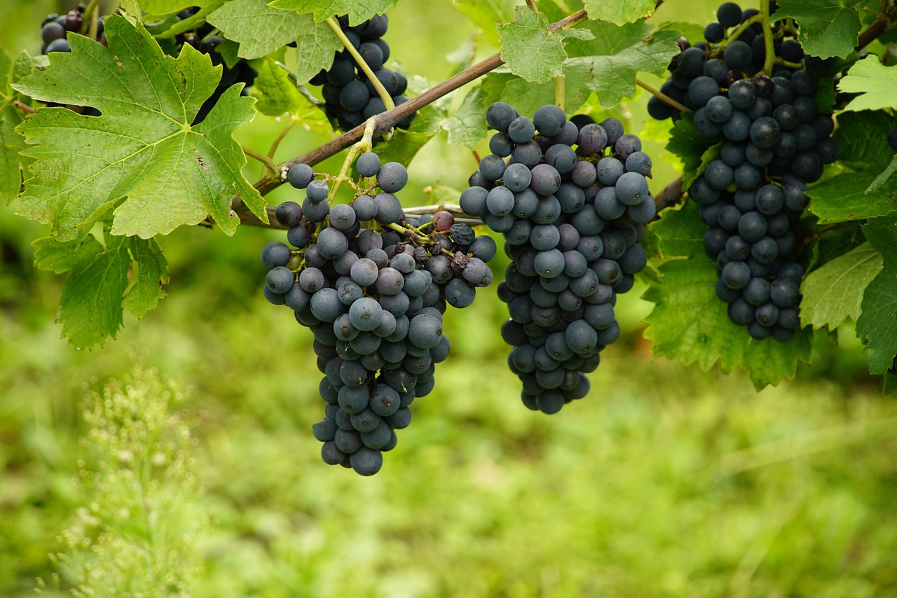 uva uva blu vigneto agricoltura