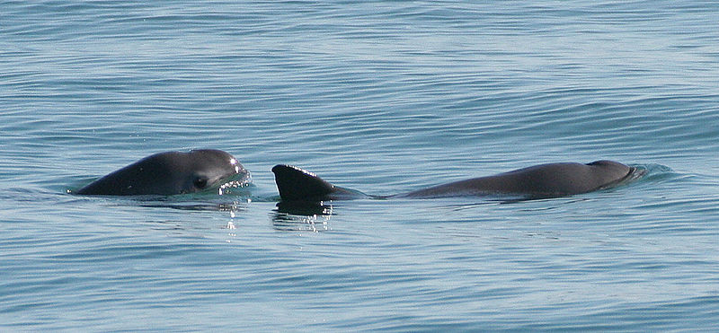 Vaquita