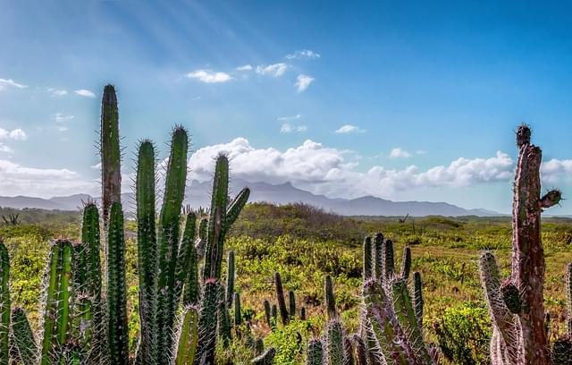 venezuela panorama scenico cactus 1