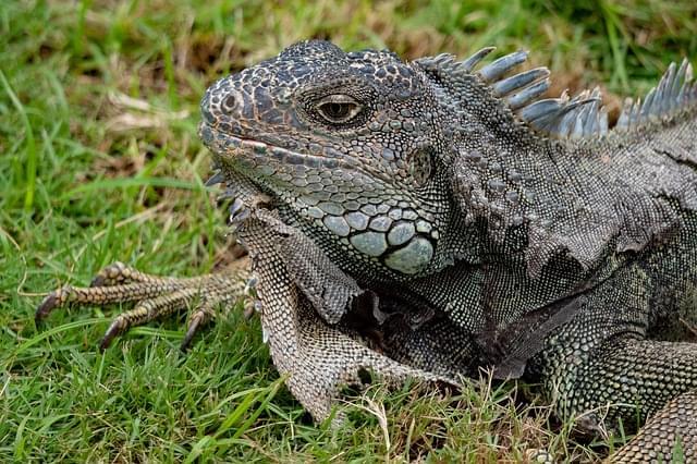 iguana delle galapagos