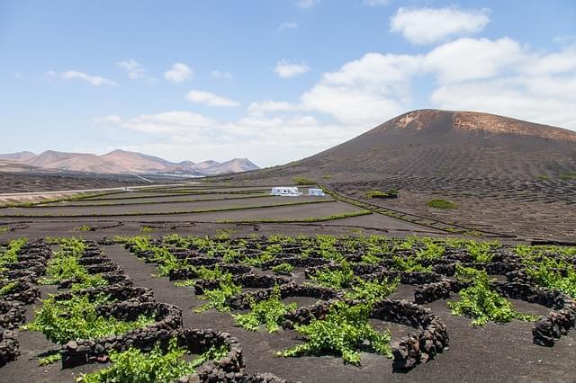 vigneti a tenerife