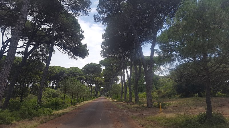 Bosco nel Parco Naturale di Migliarino