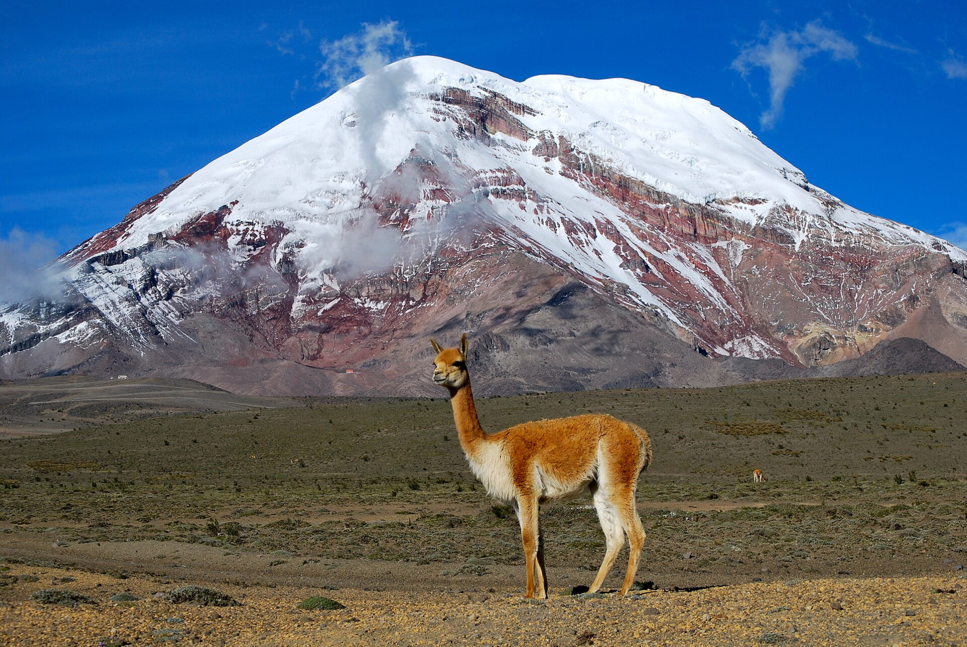 vicuna chimborazo ecuador