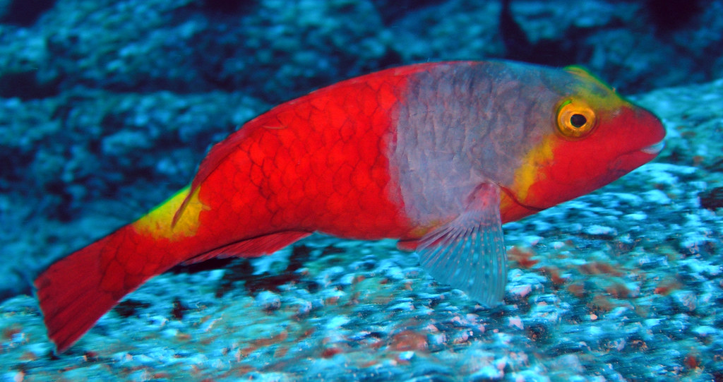 Vasca principale dell’Acquario di Lanzarote con pesci tropicali