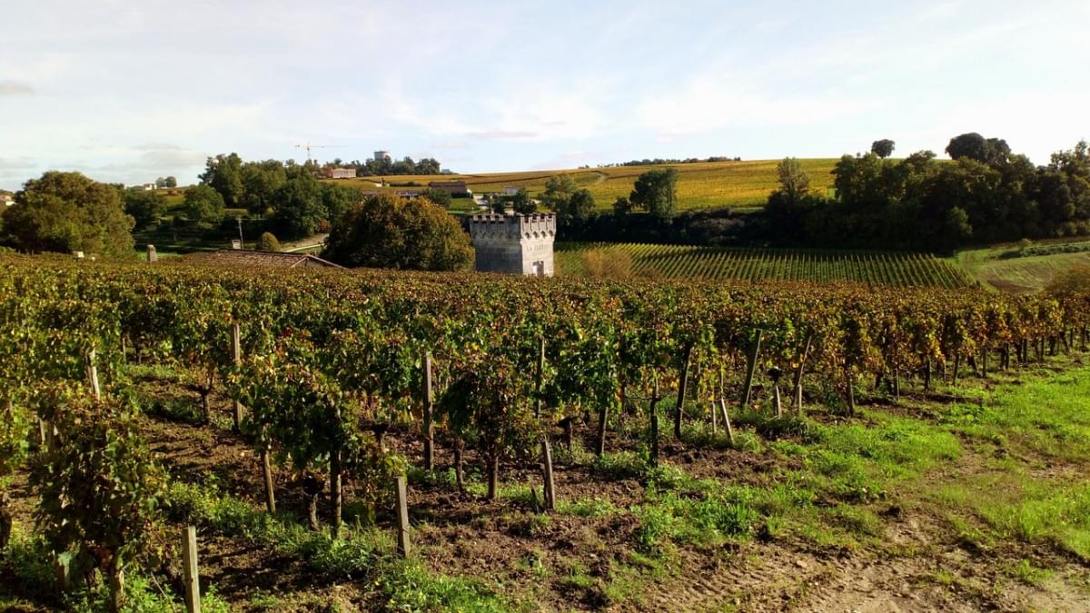 vigneti bordeaux saint emilion