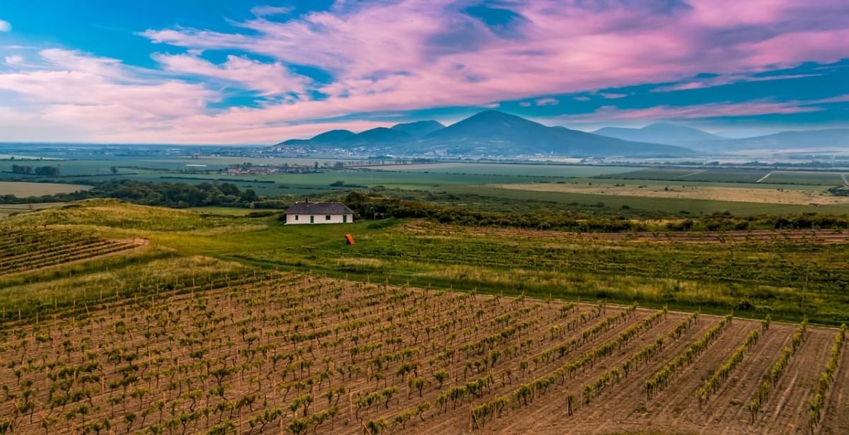 vigneto colline coltivate