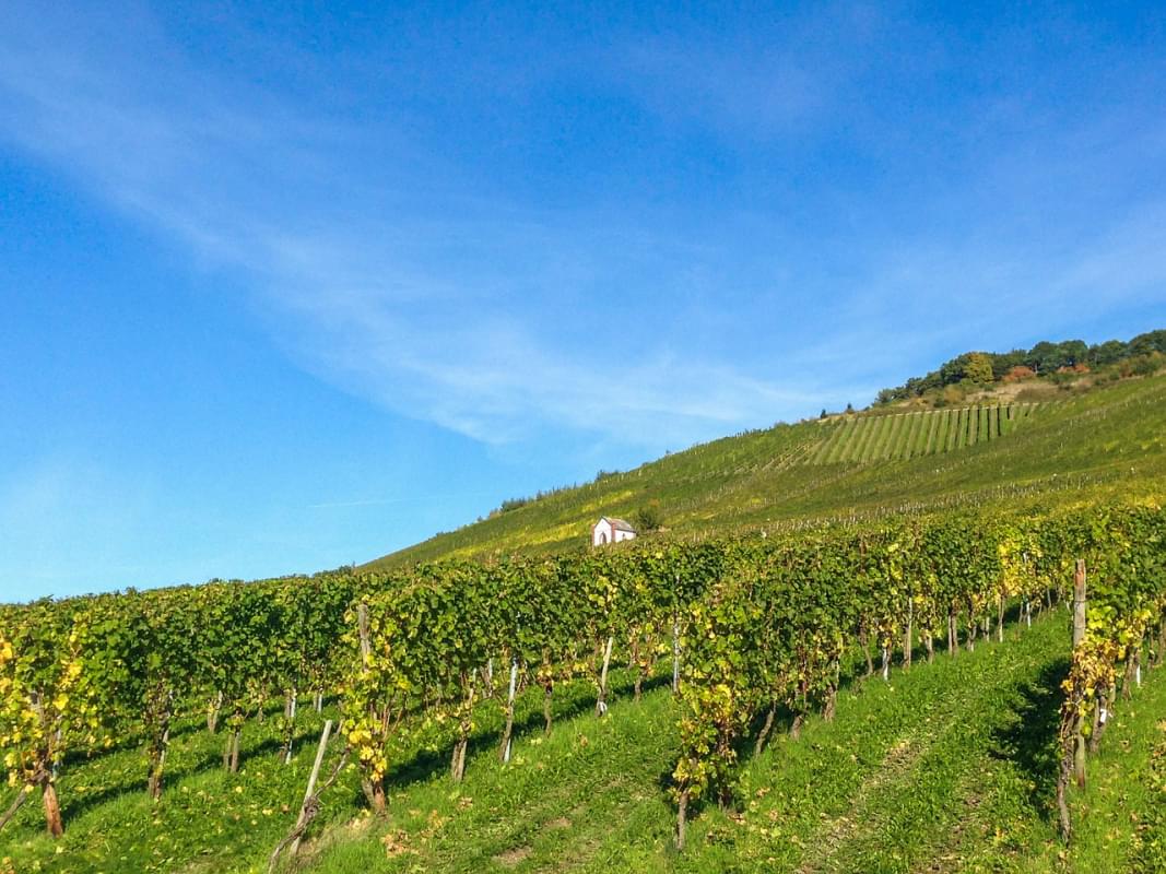 vigneto mosel vino viticoltura