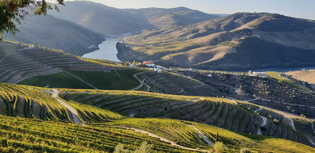 vigneto terrazze valle del douro