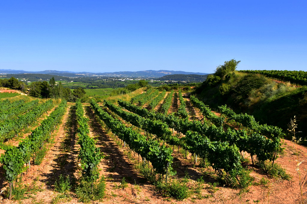 vinyes del penedes can cruset torrelles de foix