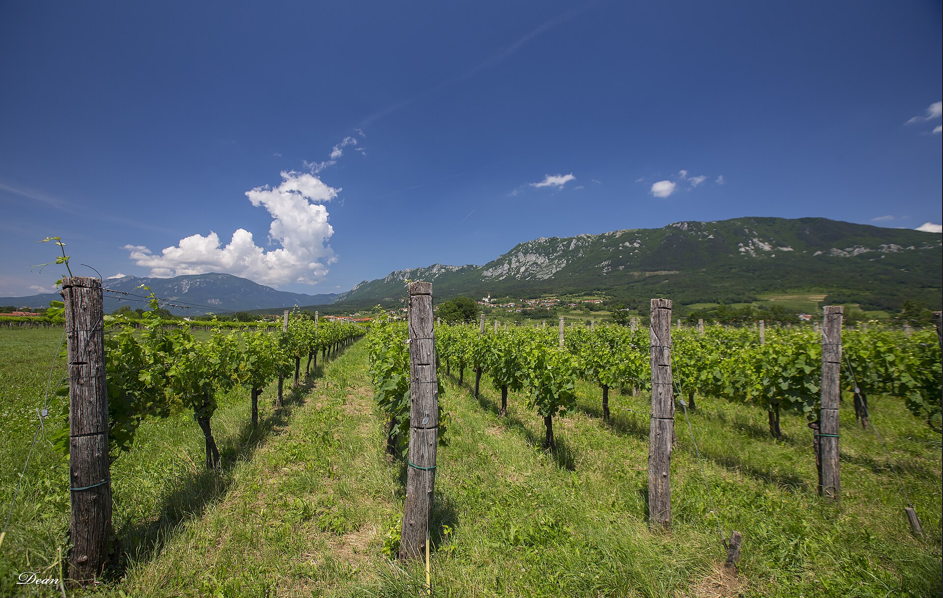 vipava valley in may