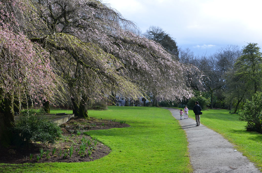 volunteer park seattle