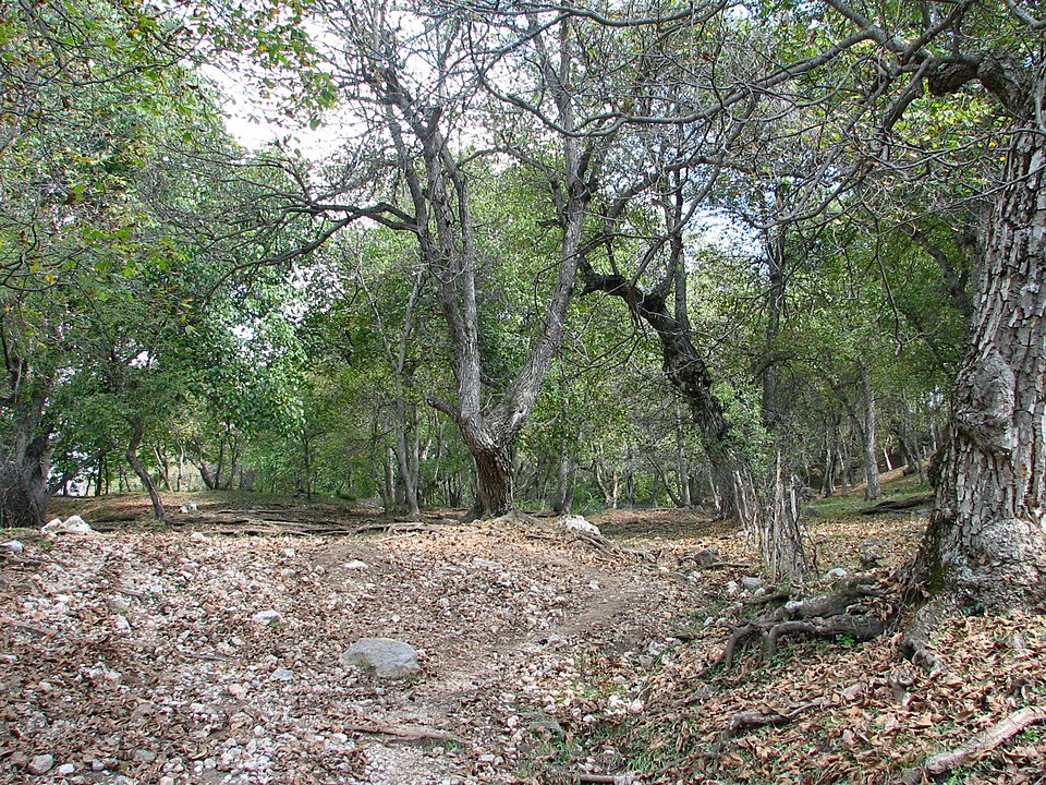 walnut forest in arslanbab