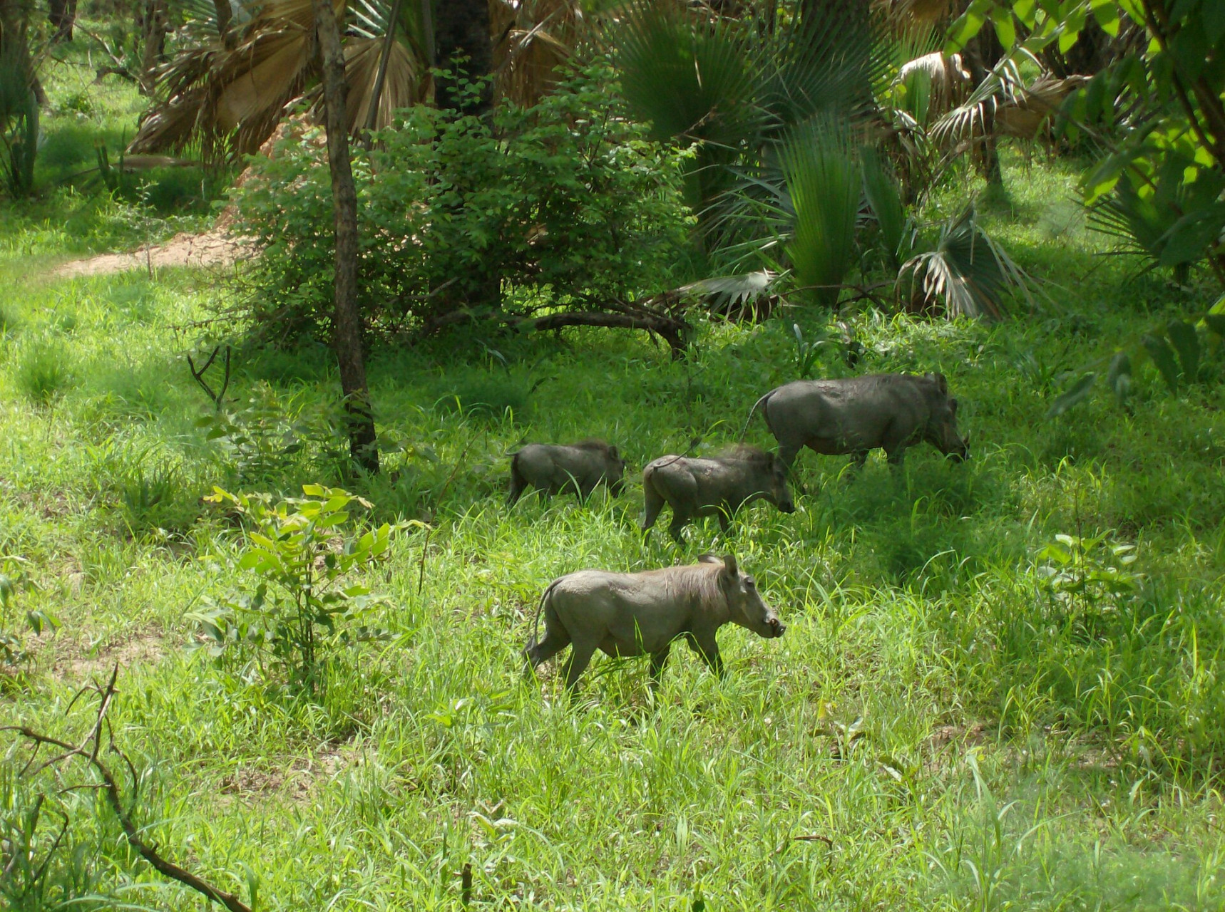 warthogniokolokoba
