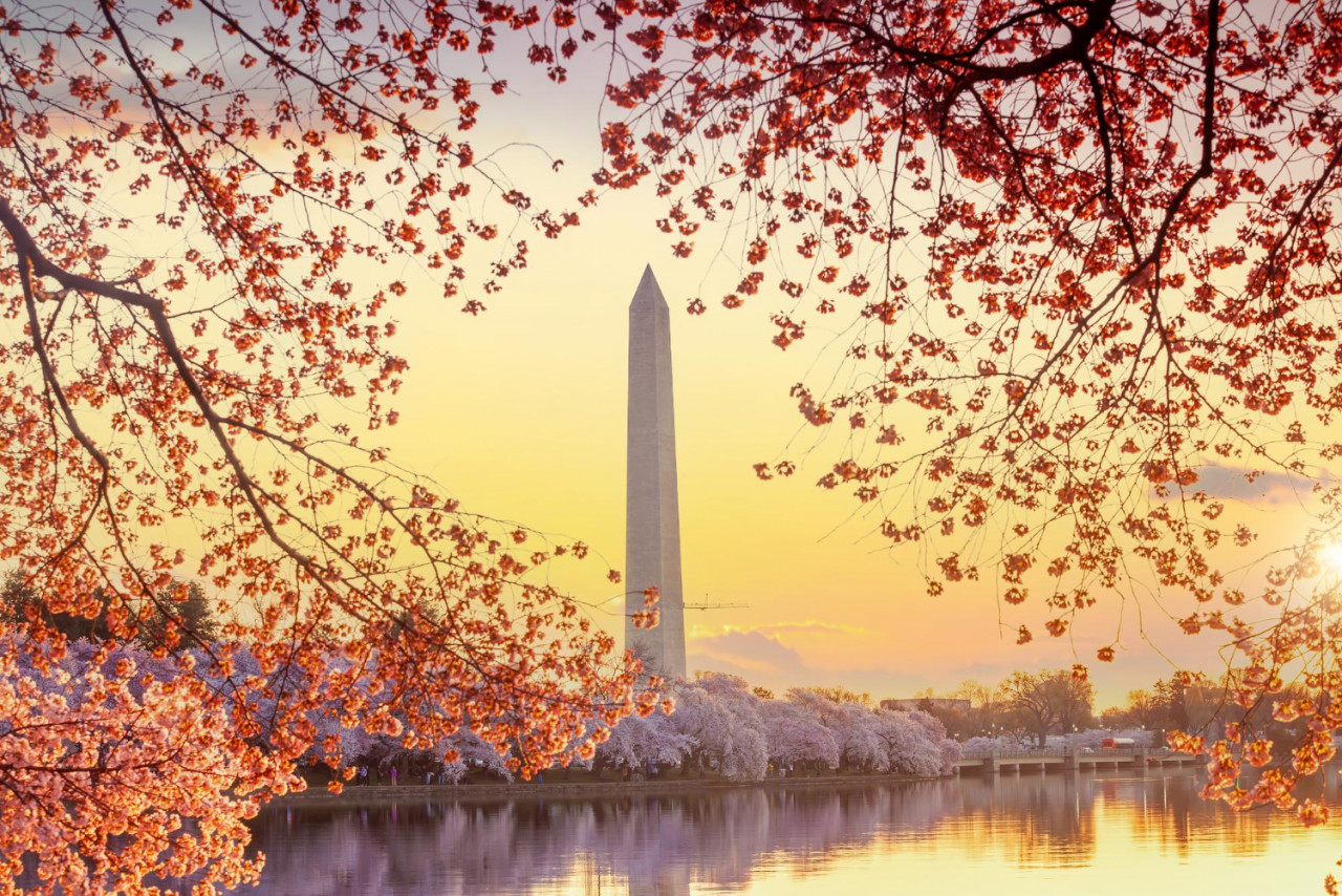 washington monument during cherry blossom festival washington dc