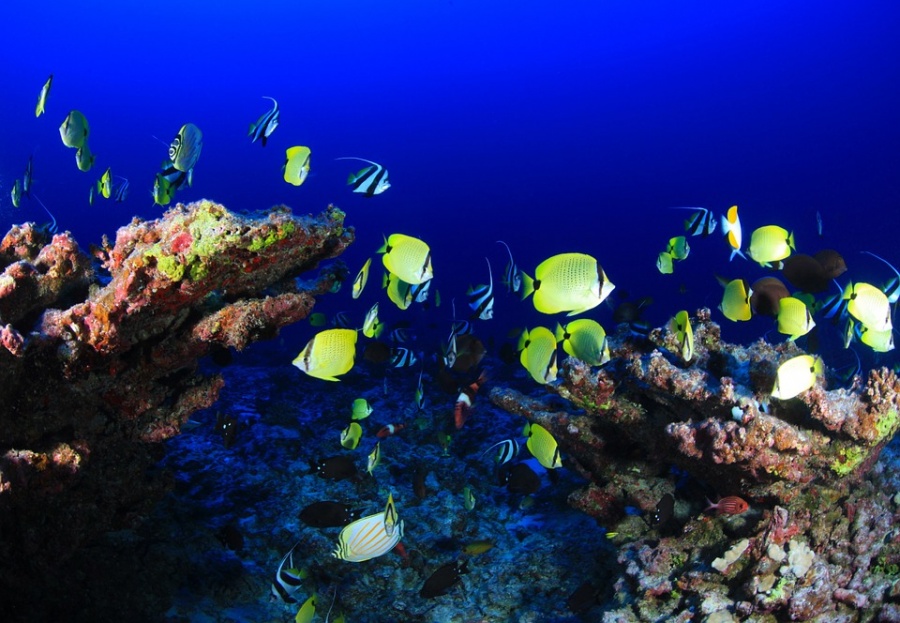 watamu national marine park