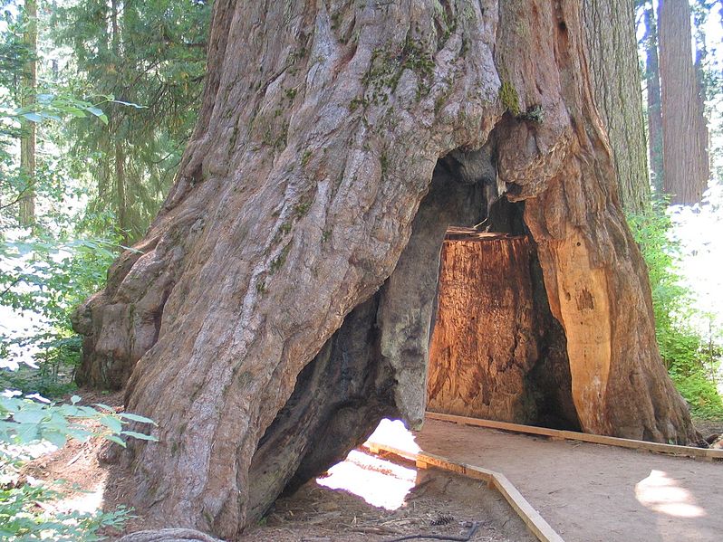 8 wawona tree