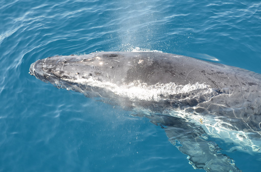 whale watching hervey bay australia by eguide