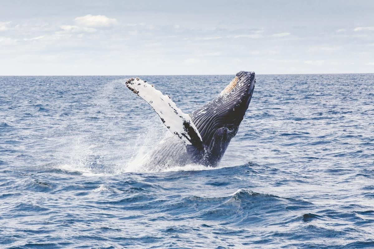 whale watching islanda