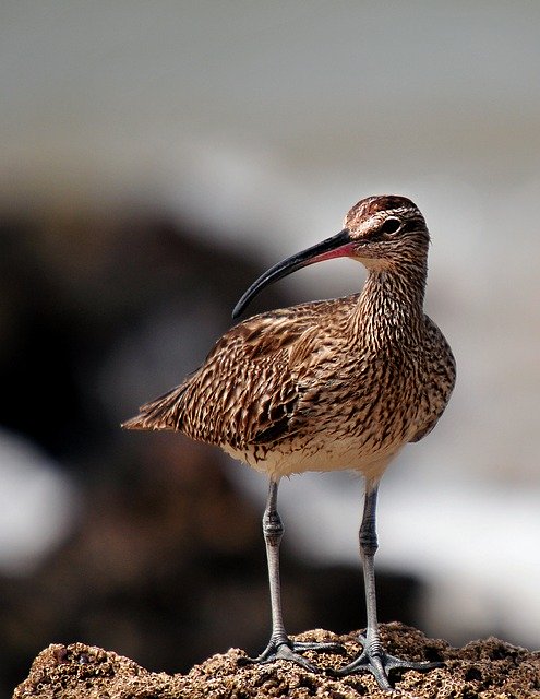 whimbrel uccelli senegal fauna