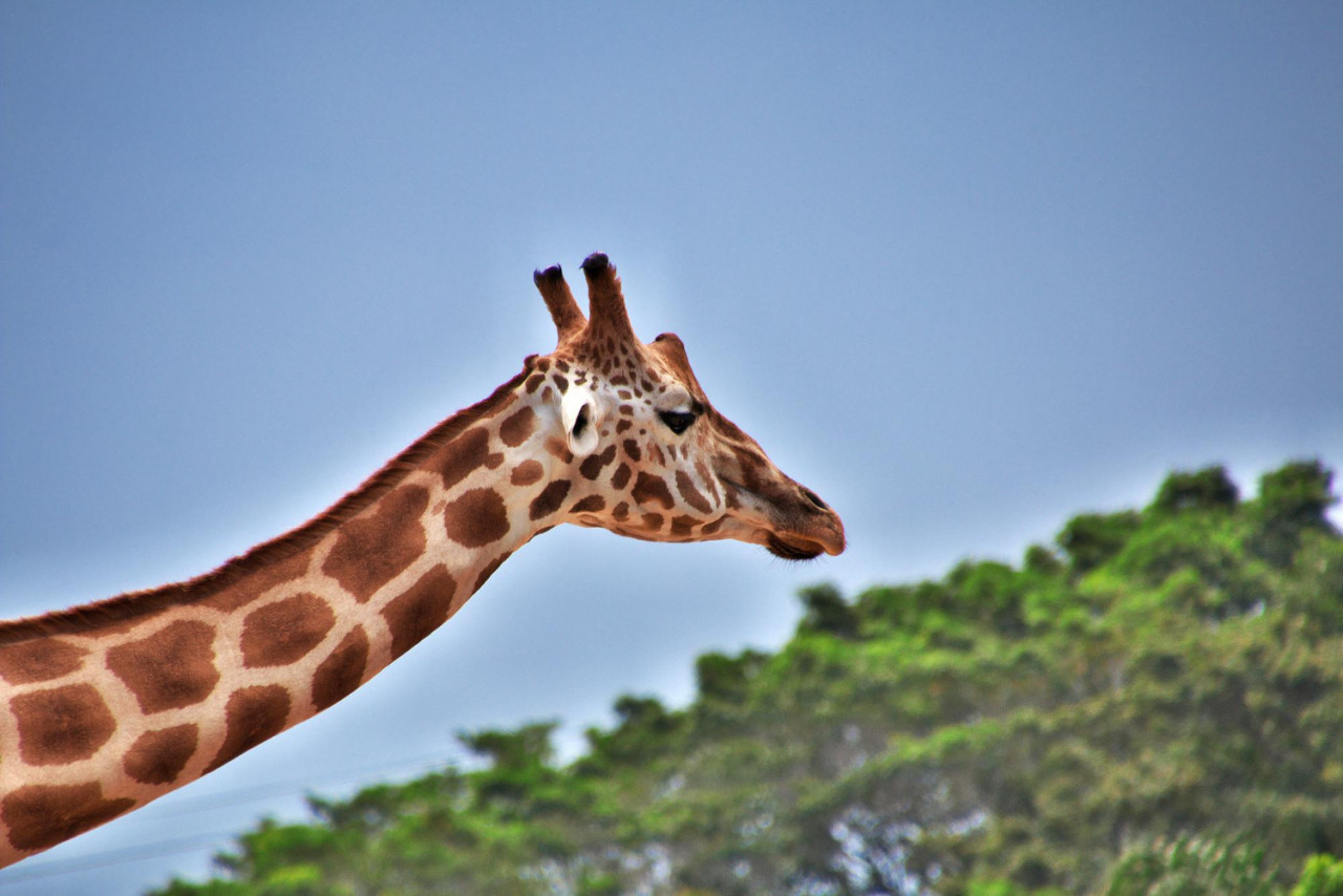 wild animals taronga zoo sydney australia 1